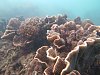 澎湖潛水日誌:第一季 青灣