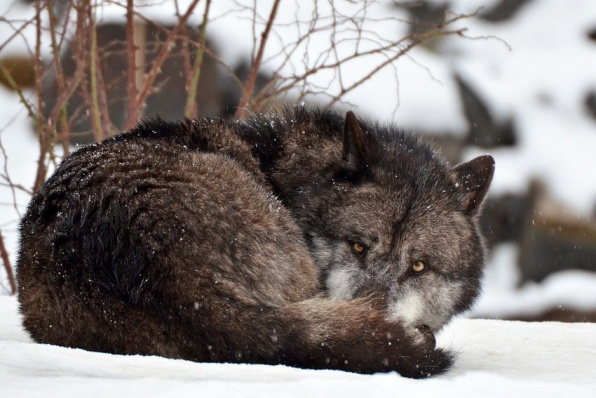 wolf060