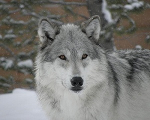 wolf059