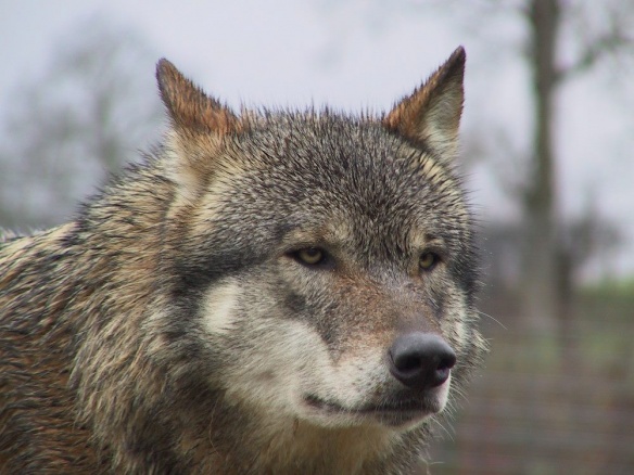 wolf058