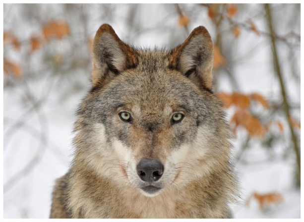 wolf057