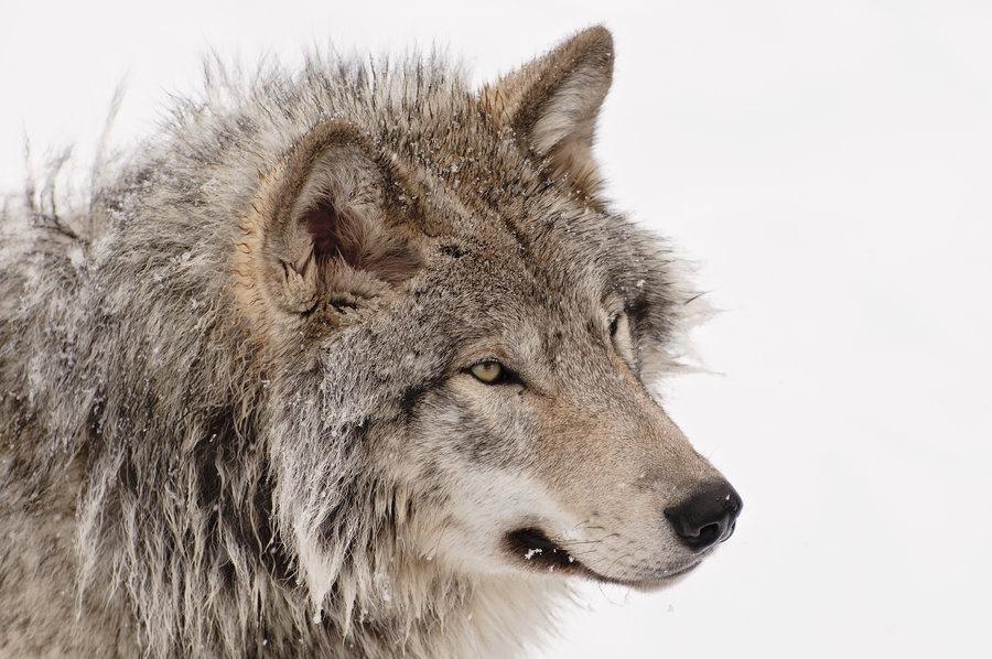 wolf056