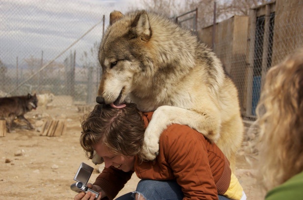 wolf055