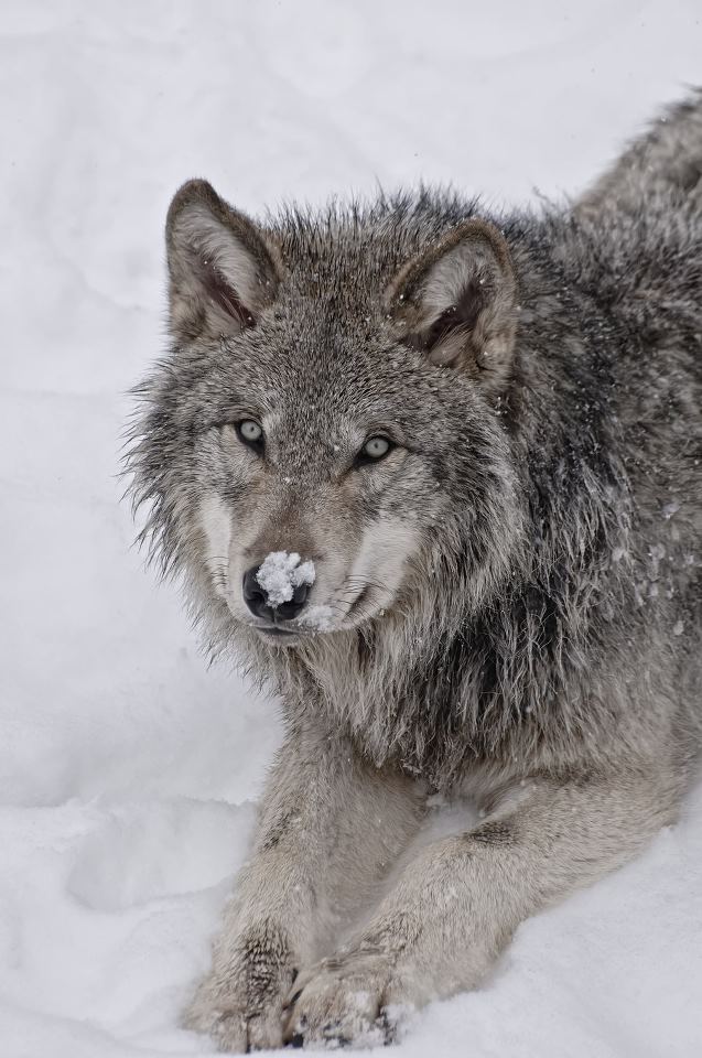 wolf054