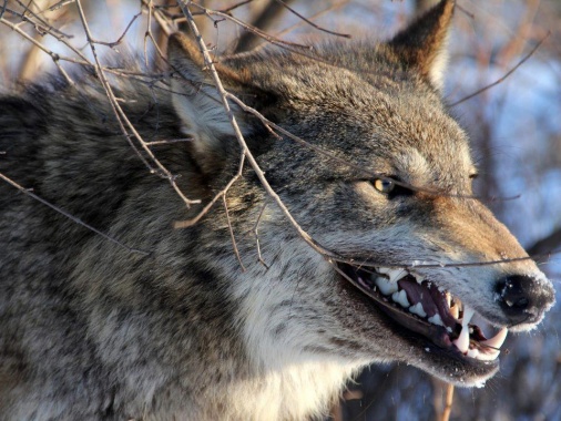 wolf053