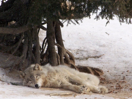 wolf052