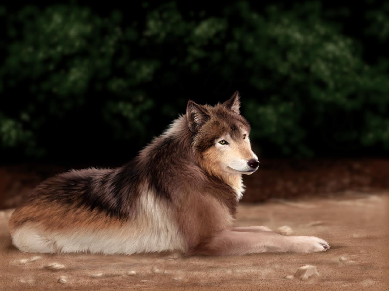 wolf051