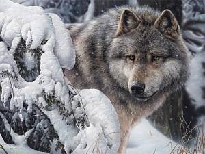 wolf050