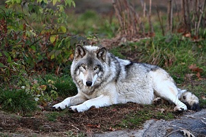 wolf049