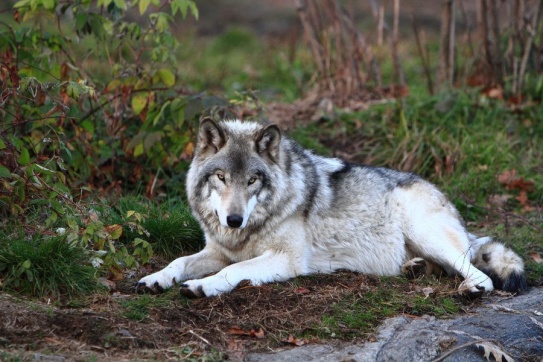 wolf049