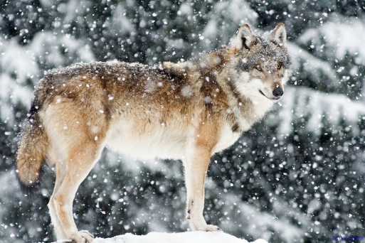 wolf047