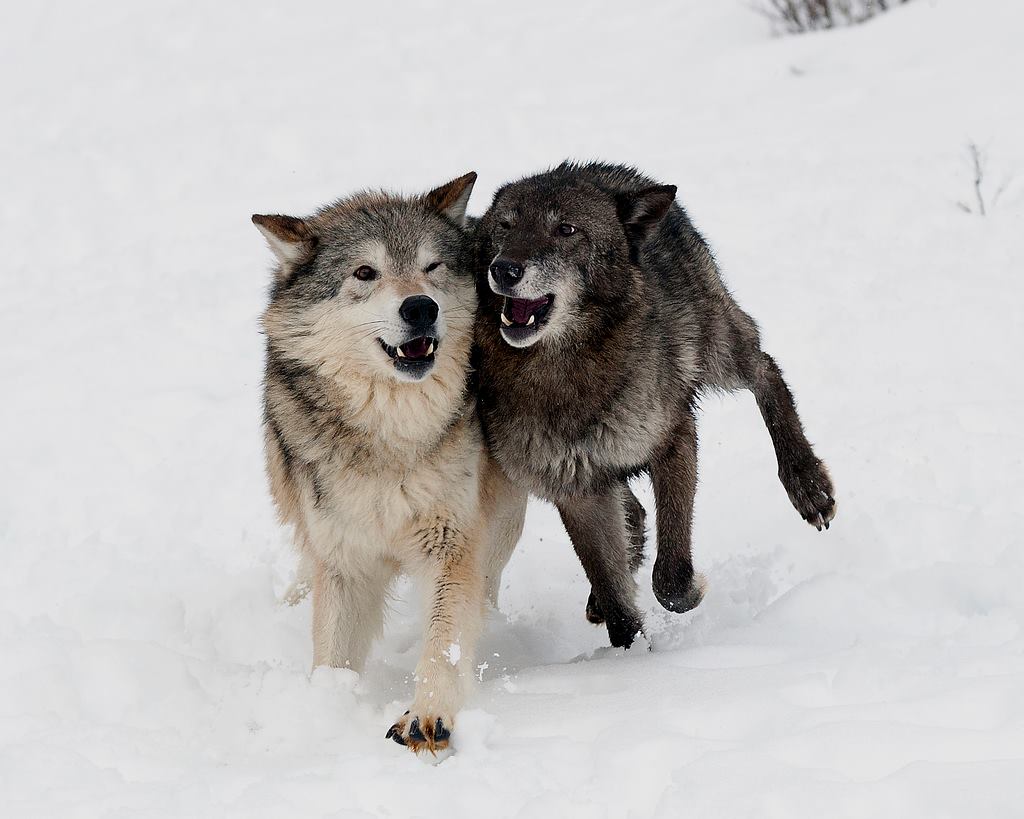 wolf046