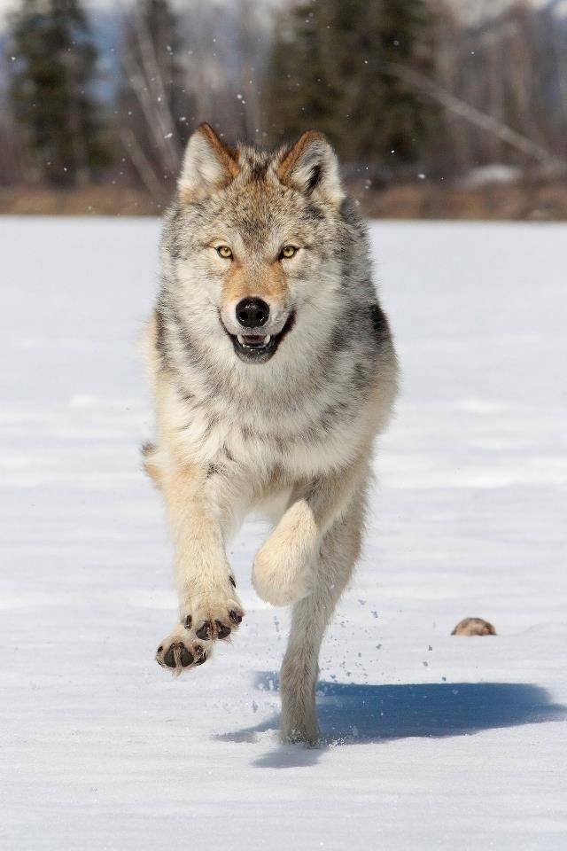 wolf044