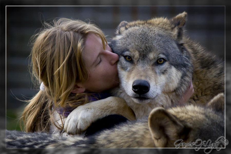 wolf042