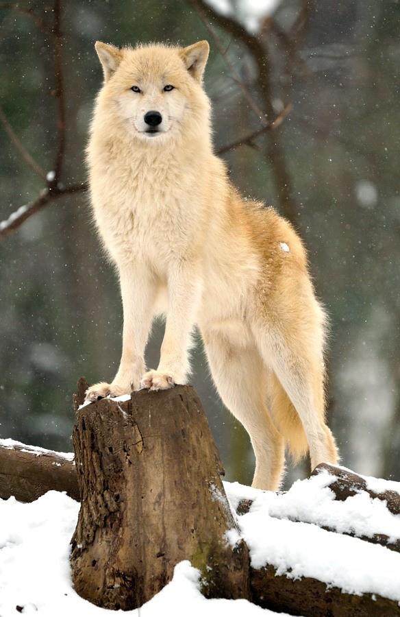 wolf041