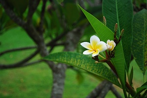 Click image for larger version. 

Name:	DSC_7608.jpg 
Views:	269 
Size:	88.8 KB 
ID:	33515