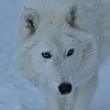 按圖片以瀏覽大圖

名稱:	wcs_1_4_13malik-150x150.jpg
瀏覽次數:	948
文件大小:	4.9 KB
ID:	35440