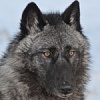 按圖片以瀏覽大圖

名稱:	wcs_1_4_13lunaface-150x150.jpg
瀏覽次數:	927
文件大小:	7.7 KB
ID:	35442