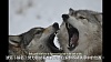 按圖片以瀏覽大圖

名稱:	International Wolf Center - 31 December 2013 - A Year in Review - ENG&CHT - Youtube_2014年.jpg
瀏覽次數:	945
文件大小:	332.3 KB
ID:	35446