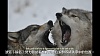 按圖片以瀏覽大圖

名稱:	International Wolf Center - 31 December 2013 - A Year in Review - ENG&CHT - Youtube_2014年.jpg
瀏覽次數:	151
文件大小:	332.3 KB
ID:	35446