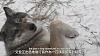 按圖片以瀏覽大圖

名稱:	International Wolf Center - 31 December 2013 - A Year in Review - ENG&CHT - Youtube_2014年.jpg
瀏覽次數:	984
文件大小:	372.6 KB
ID:	35447