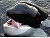 按圖片以瀏覽大圖

名稱:	SOME WHALE.jpg
瀏覽次數:	435
文件大小:	44.2 KB
ID:	36873