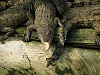 按圖片以瀏覽大圖

名稱:	1388822645.nnmushroom_untitled_by_nnmushroom-d6nojki[1].jpg
瀏覽次數:	3890
文件大小:	294.7 KB
ID:	38339