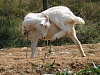 按圖片以瀏覽大圖

名稱:	1388823104.nnmushroom_176_7682_by_nnmushroom-d6no89y[1].jpg
瀏覽次數:	3923
文件大小:	272.1 KB
ID:	38341