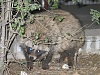 按圖片以瀏覽大圖

名稱:	1388824268.nnmushroom_badger_by_nnmushroom-d6keu44[1].jpg
瀏覽次數:	3865
文件大小:	188.1 KB
ID:	38343