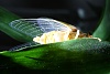 按圖片以瀏覽大圖

名稱:	1388824441.nnmushroom_cicadas_wings__1__by_nnmushroom-d6keuc1[1].jpg
瀏覽次數:	3830
文件大小:	86.9 KB
ID:	38344