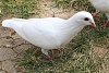 按圖片以瀏覽大圖

名稱:	1392524980.nnmushroom_dove_by_nnmushroom-d764quw.jpg
瀏覽次數:	3790
文件大小:	179.0 KB
ID:	38345