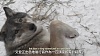 按圖片以瀏覽大圖

名稱:	International Wolf Center - 31 December 2013 - A Year in Review - ENG&CHT - Youtube_2014年.jpg
瀏覽次數:	155
文件大小:	372.6 KB
ID:	35447