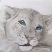 Lion-D 的頭像