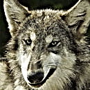 Graywolf 的頭像