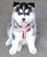犬神·狼 的頭像