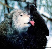 canislupus 的頭像