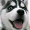 VickyHusky 的頭像