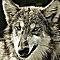 Graywolf 的頭像