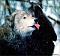 canislupus 的頭像