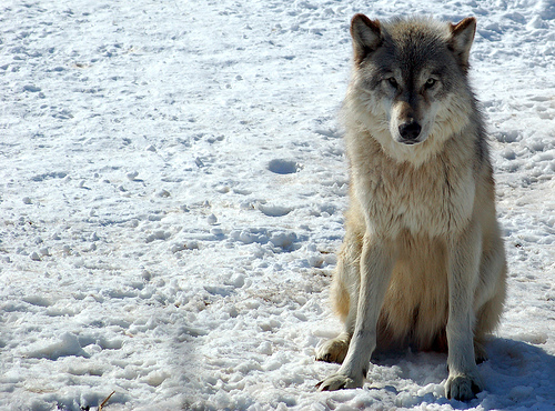 wolfbbs.net-imagehost-uploads2-8c83f332a2.jpg