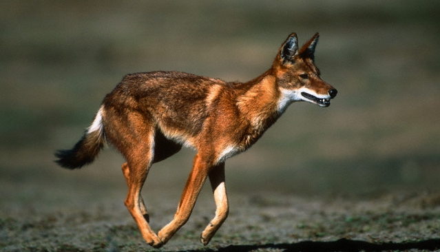 wolfbbs.net-imagehost-uploads2-b4cb033c14.jpg