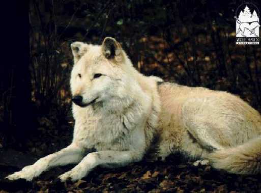 疑似是紐芬蘭白狼的照片