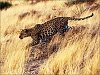 按圖片以瀏覽大圖
名稱: F200607130831581361356537.jpg
瀏覽次數: 6738
文件大小: 48.6 KB
ID: 33991