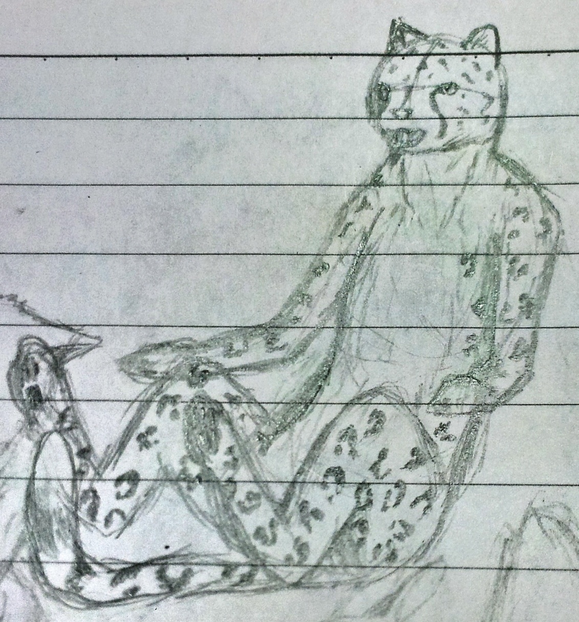 leopard