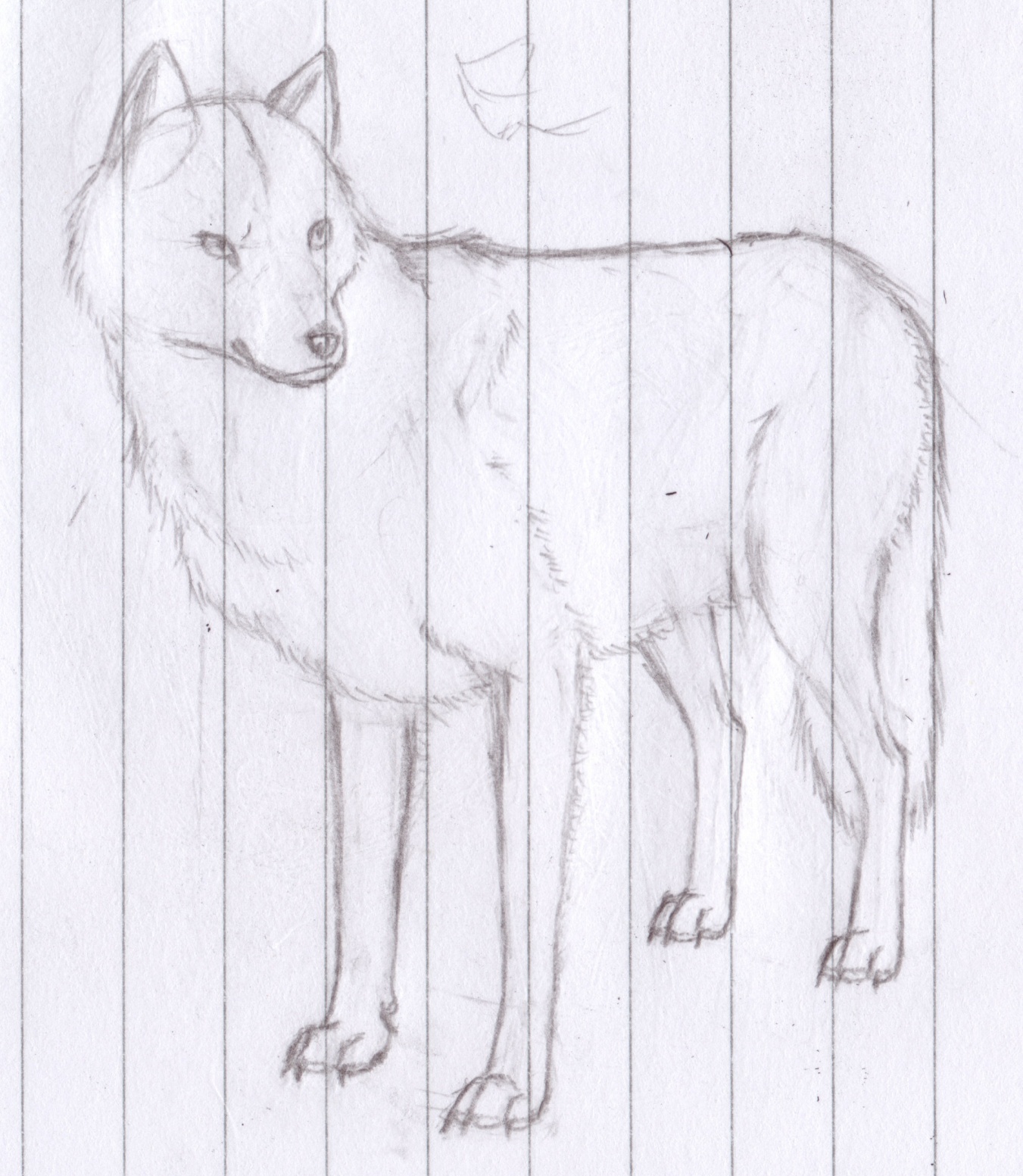 wolf