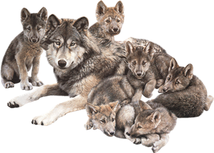 Wolves